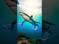 Shalalï Ala Shalalo Shark With Blue Shoes Slides Through The Sea Like He Go Nothing To Lose Brainrotï Shalalï Ala Shalalo Shark With Blue Shoes Slides Through The Sea Like He Go Nothing To Lose Brainrotï