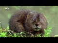 Nat Geo Wild - Дикая природа Великобритании / Wild Great Britain 2 серия  Водоемы