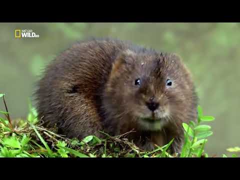Видео: Nat Geo Wild - Дикая природа Великобритании / Wild Great Britain 2 серия  Водоемы