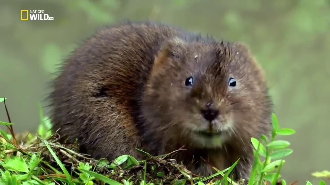 ⁣Nat Geo Wild - Дикая природа Великобритании / Wild Great Britain 2 серия  Водоемы