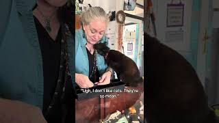 Cats Are So Mean