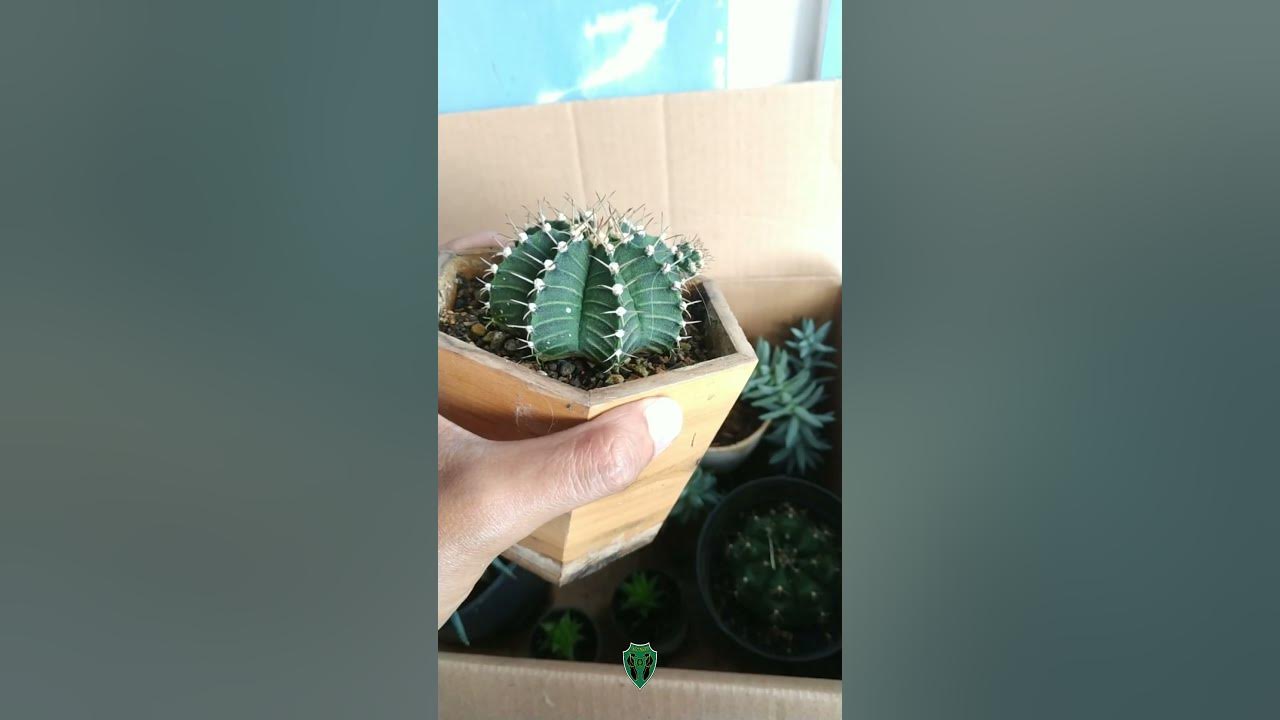 kaktus Astrophytum - YouTube