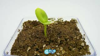 ATLI TIME LAPSE - Plant Growing Time Lapse: A Dancing Melon Tree Growing From Seed