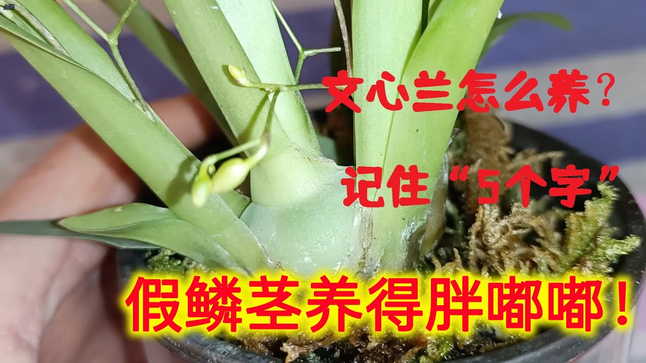 文心兰怎么养？记住“5个字”，假鳞茎养得胖嘟嘟，年年开花！（阿涛养花115期）Oncidium hybridum！