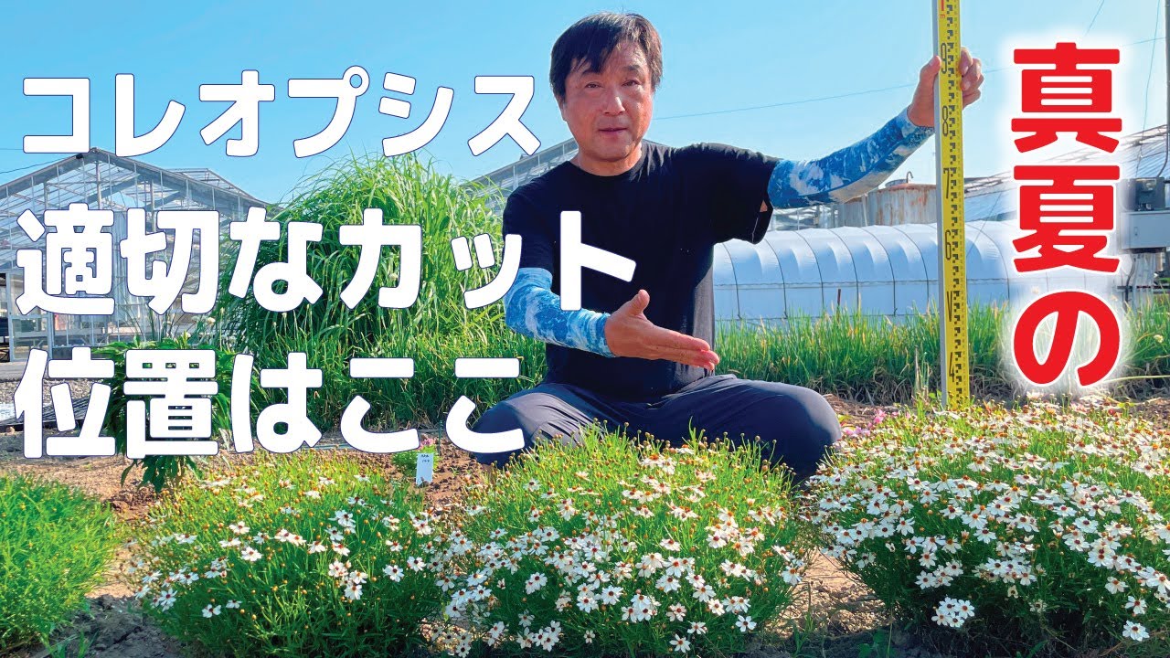 BC高さ検証】コレオプシス ・タンドレス年越し開花後、高さ5段階変えて