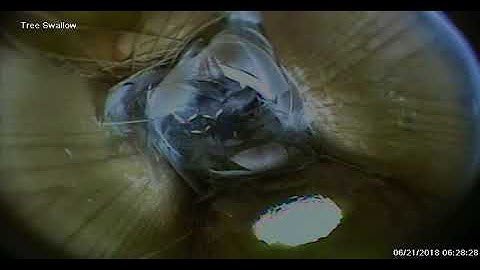 MNSA Tree Swallow-Cam: 6/21/2018