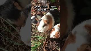 In Switzerland, This Pet Law Will Surprise You