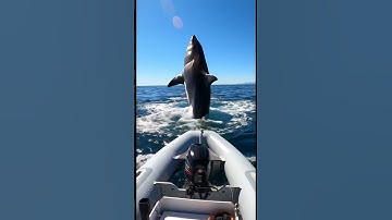 Massive Great White Shark goes AIRBORNE! 🤯 #shark