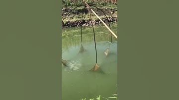 kéo vó bắt cá , bắt tép ở ao hồ