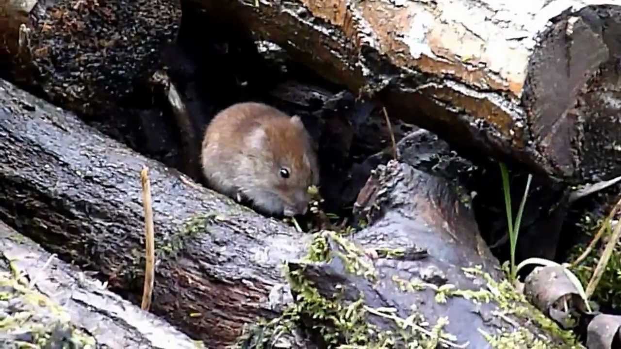 bank vole (Myodes glareolus)