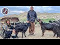 Lonely Hard life of two men alone in the mountains far from civilization | nomadic life