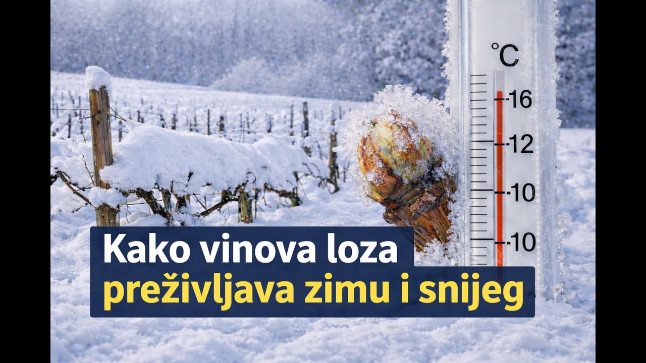 Kako vinova loza preživljava zimu i snijeg – činjenice i primjeri iz prakse