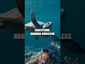 The Great Pacific Garbage Patch: Environmental Challenge and Innovation