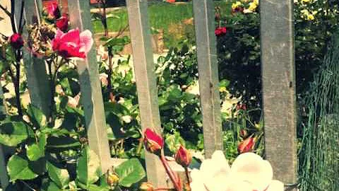 AmyDigitalStory