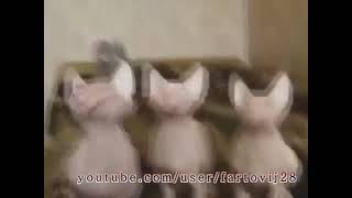 Aksi binatang goyang dangdut....😂😂😂😅😅