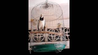 Chim cà cưỡng hót tiếng khướu