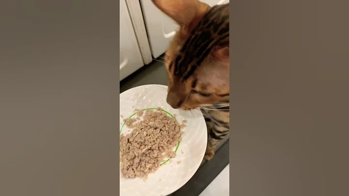 Watch the video about Bengal Cat CRIES For Chicken 🥺 #Shorts