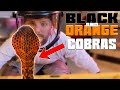 Black and Orange Cobras! *INSANE LOOKING*