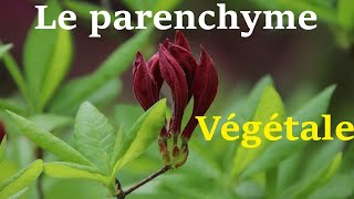 Différence entre le parenchyme et le sclérenchyme