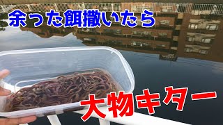 余った餌撒いたら…大物釣れちゃった