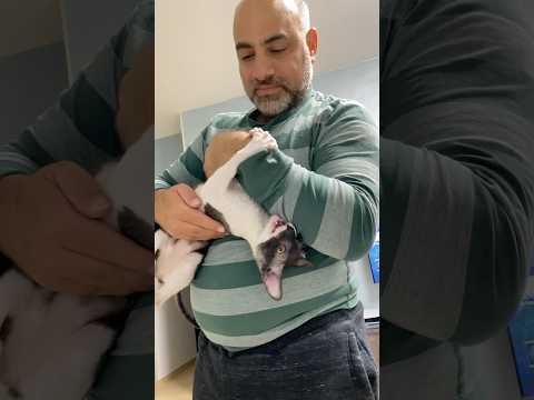 Chomusuke the wild tiger 🐯 #cat #funny #shorts