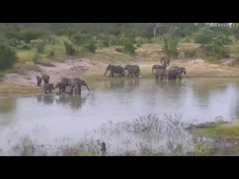sindile faku May 01, 2017- Sunset- The afternoon is full of Elephants with Tayla and Jamie