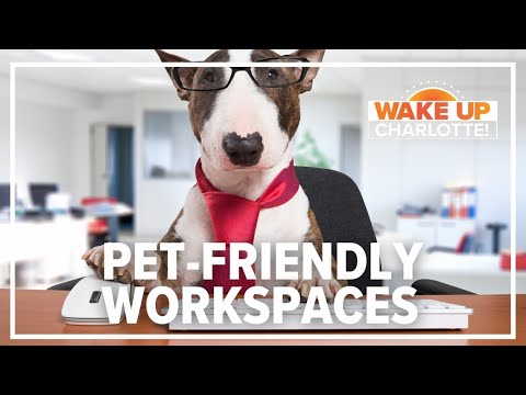 Videó: 10 Munkaadók, akik engedélyezik a kutyákat a munkahelyen