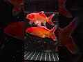 Lúa êm #xuhuongyoutube #planetaquarium