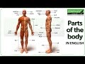 Parts of the body in English