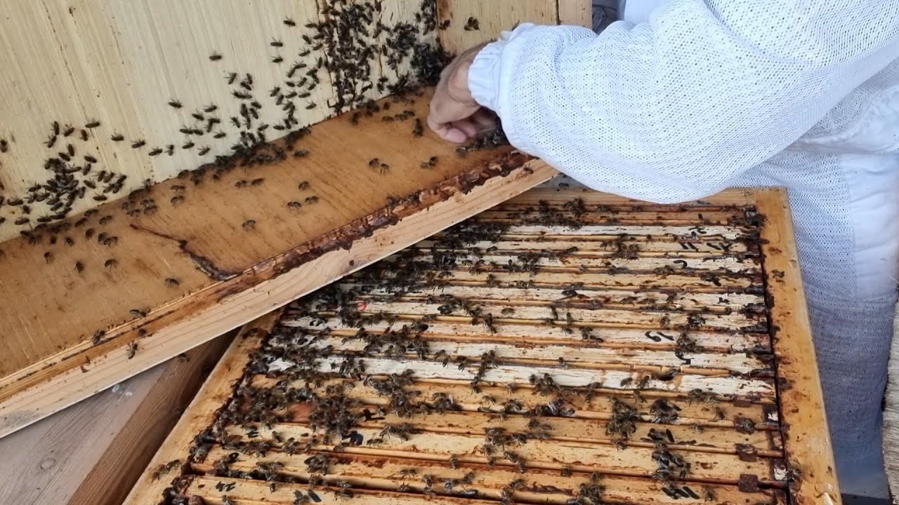 فحص خلية الأدوار في نظام أبوسلمان شهر بعد الفرزة الثالثة .