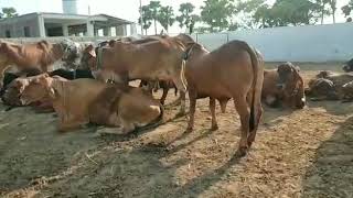 Sahiwal Cows Breeder At Daniawan, Patna Bihar
