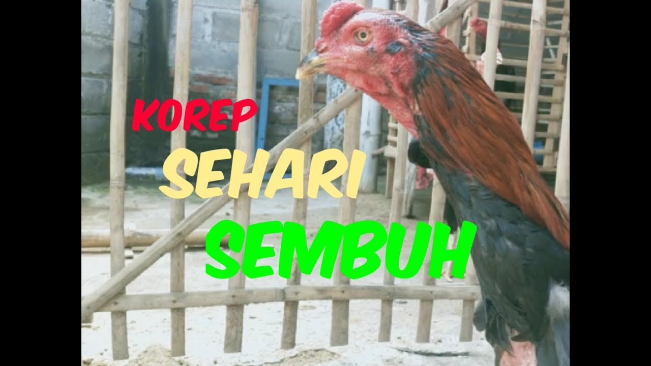 Cara Mengobati Korep Pada Ayam Sehari Pasti Sembuh Youtube Cara Mengobati Korep Pada Ayam Sehari Pasti Sembuh Youtube