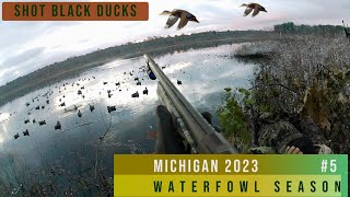 Got a couple Black Ducks: Michigan Duck Hunting