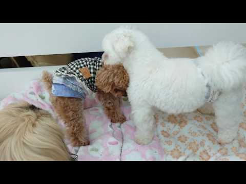 調子に乗らないトイプードル茶太郎 🐶ひみつきちなう！②🐶 2026年4月