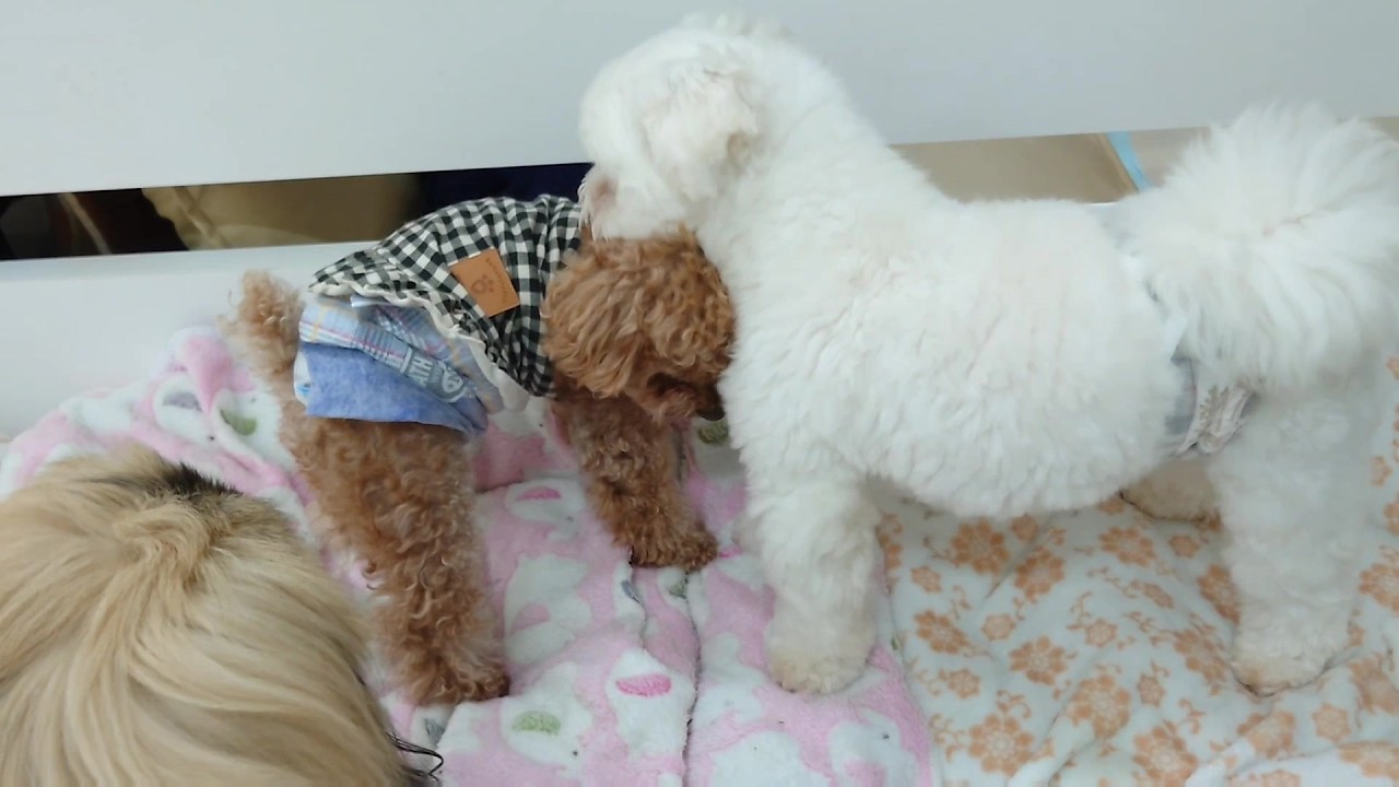 6体　　ひみつきち☆です　手乗りわんこ　トイプードル 調子に乗らないトイプードル茶太郎 ひみつきちなう！② 2026年4月20日