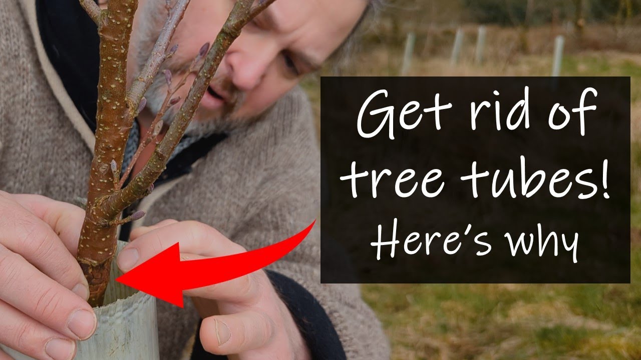 Tree tubes a blessing or a curse? YouTube
