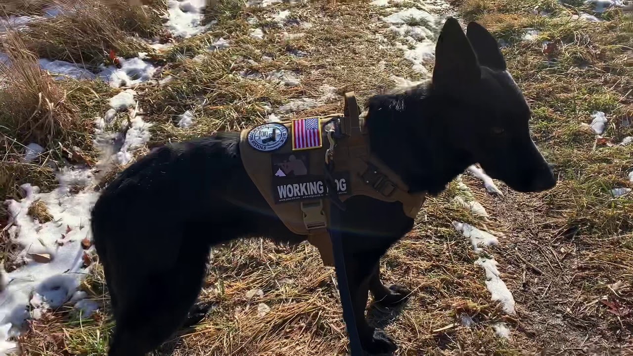 hiking with german shepherd