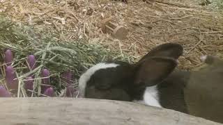 CHILLING BUNNY RABBIT AT MUSEUM by Noah Everett 22 views 5 years ago 47 seconds