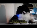 Review Sensforge 2.5K Indoor Pan-Tilt Dome Security Camera, 360° Coverage, AI Human & Pet Detection,
