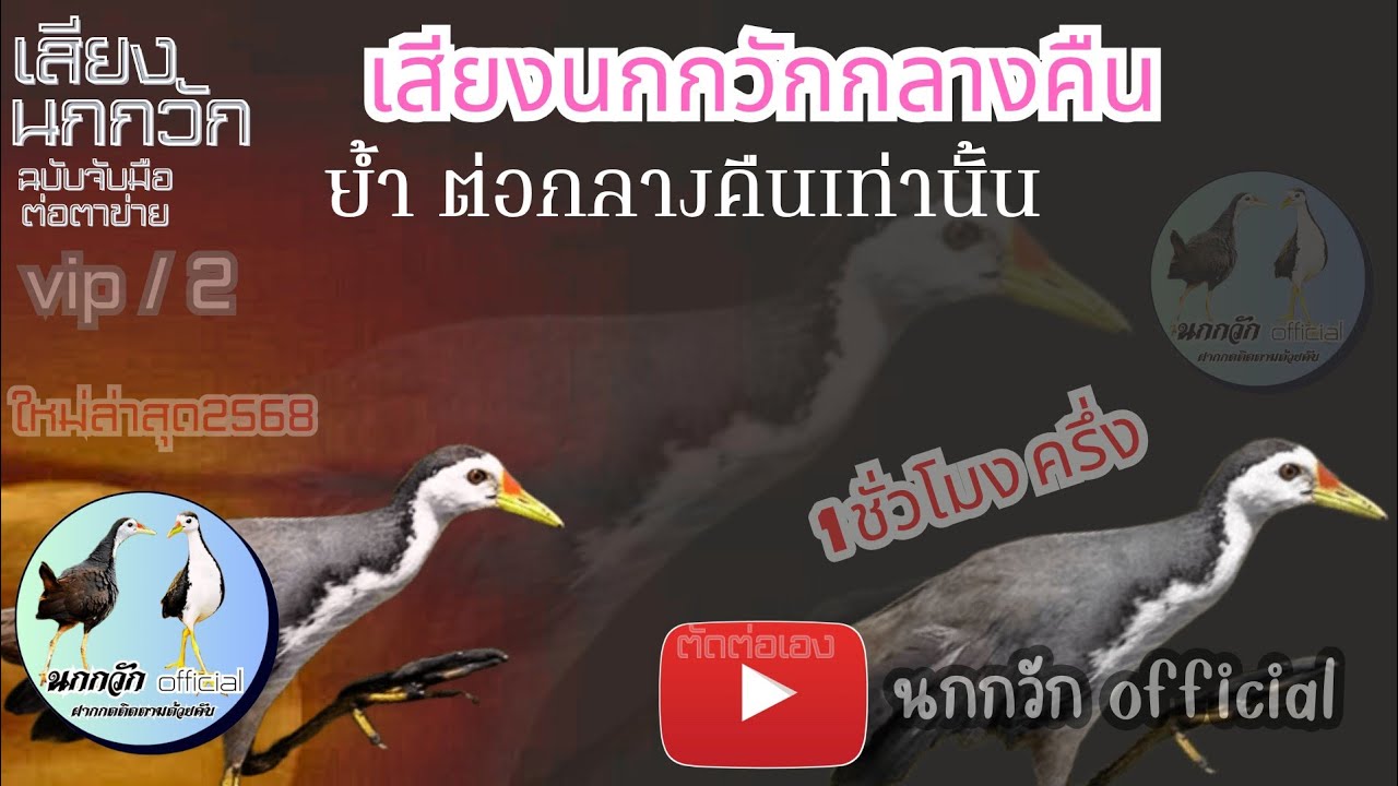 นกกวักกลางคืน ย้ำกลางคืน ได้ผล