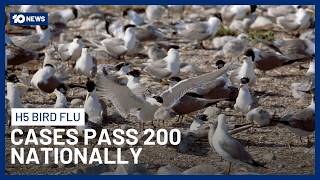 Bird Flu Spreads To Victoria And Nsw As National Toll Climbs Past 200 10 News