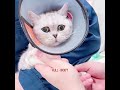 The bond between her and the cat is mutual.#pets #cat #cute #shorts #funny #love