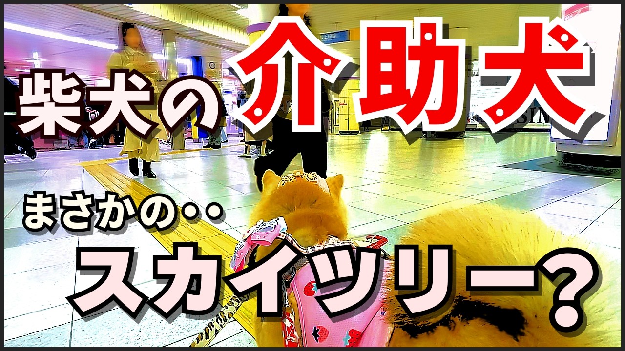 Oshiage] Assistance dog tackles a tough slope. Luna the Shiba Inu
