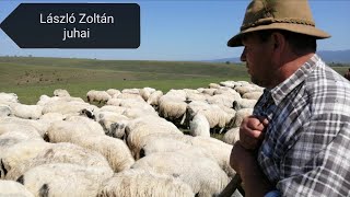 László Zoltán juhai / Fehér juhász kutyák / Gyergyóremete / shepherd dogs