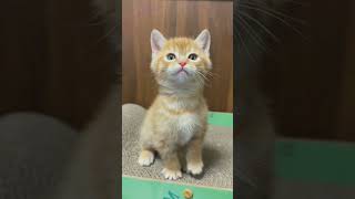 Heartwarming Kittens' Adorable Meows! (3)