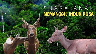 Suara rusa manggil induk || fawn in the wild || junior amatir