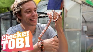 Der UngezieferCheck | Information für Kinder | Checker Tobi