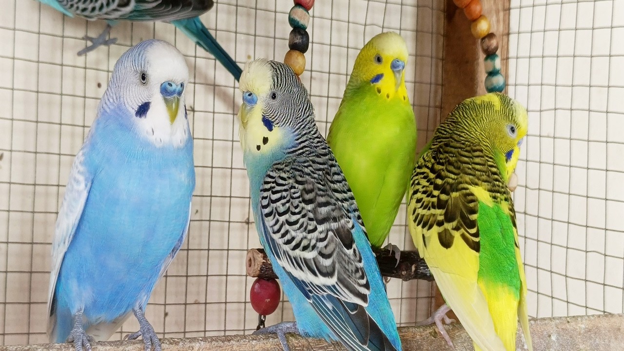 12 hour Help Lonely Budgies to Chirp, Nature Parakeets Bird Sound