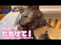 たちけて! ゴミ箱に棄てられたキンと訳ありで保護されたクリ Day31,38 2026 05 17 2