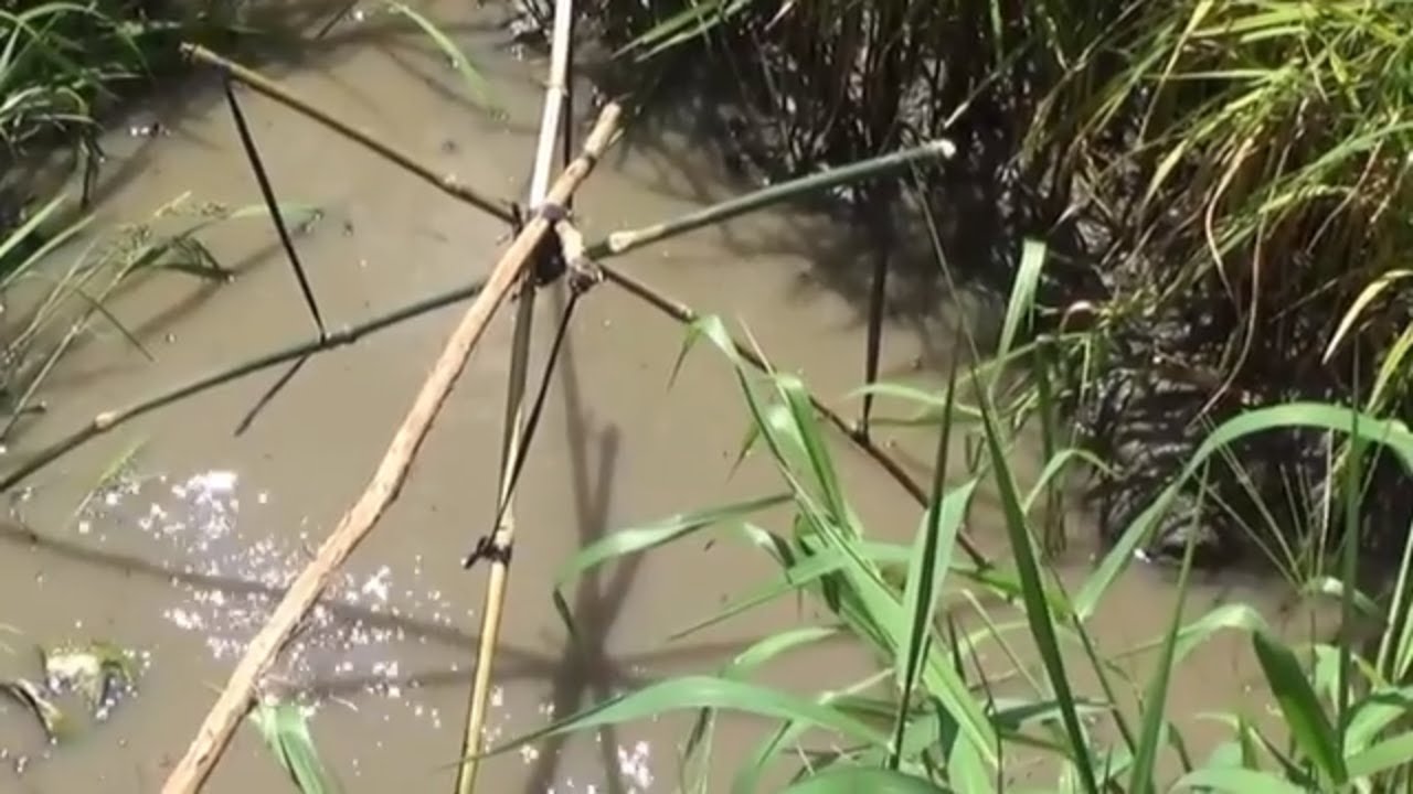 BAT CA MIEN TAY/ BẮT CÁ MÙA CÁ RÔ DI CHUYỂN/FISHING/RA ĐỒNG TẬP 76